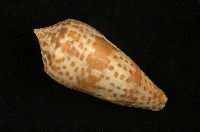 藏品(花簾芋螺)的圖片